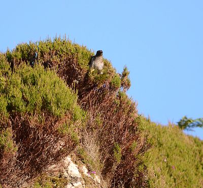 Cuckoo