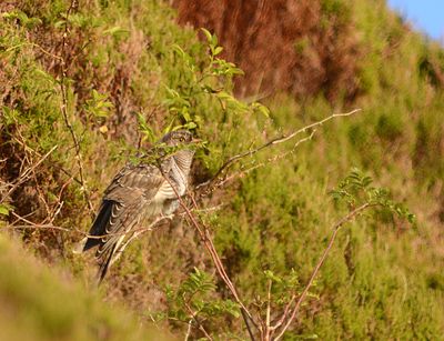 Cuckoo