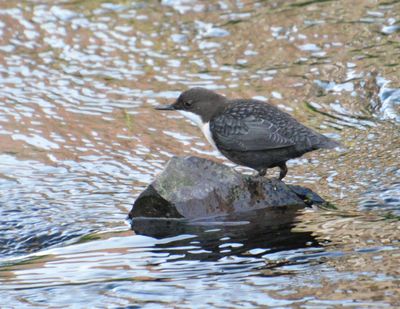 Dipper