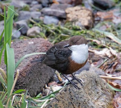 Dipper