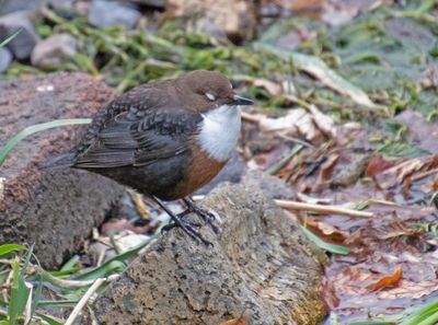 Dipper