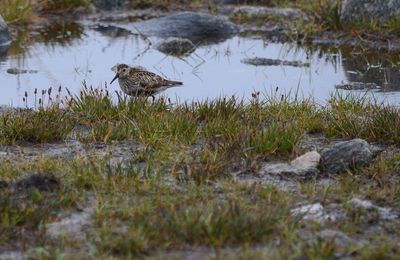 Dunlin