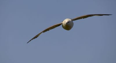 Fulmar