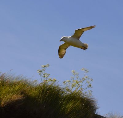 Fulmar