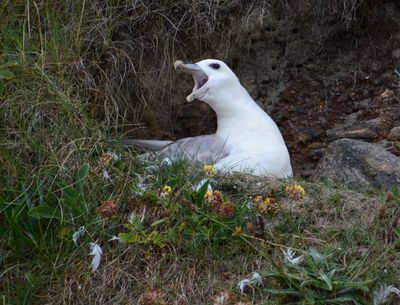 Fulmar