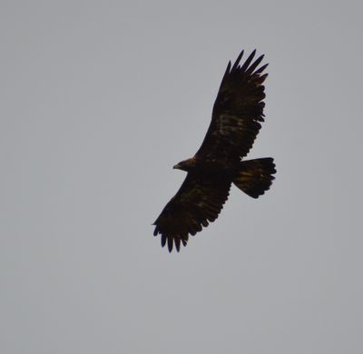 Golden Eagle