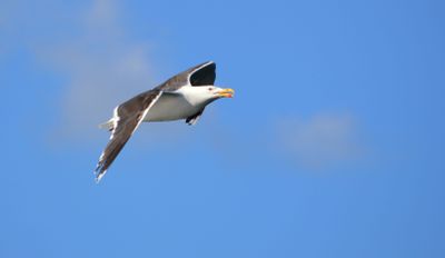 Great Black-backed Gull