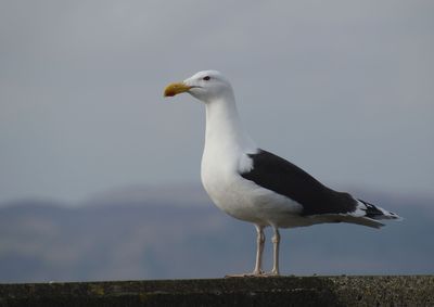 Great Black-backed Gull