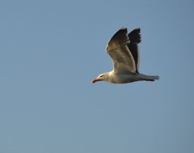 Great Black-backed Gull