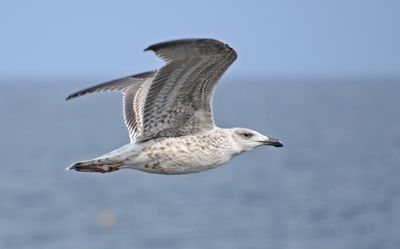 Great Black-backed Gull