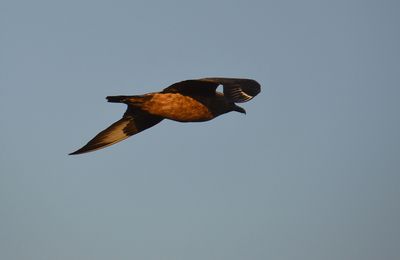 Great Skua