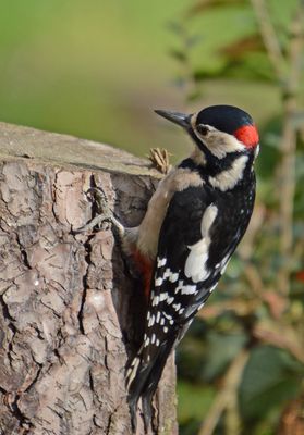 Great-spotted Woodpecker