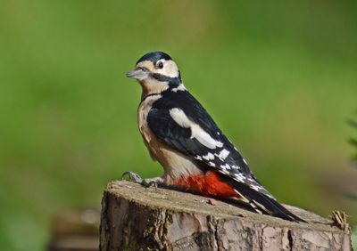 Great-spotted Woodpecker