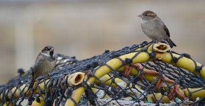 House Sparrow