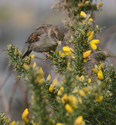 House Sparrow