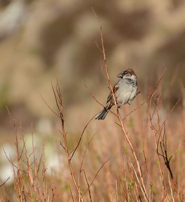 House Sparrow