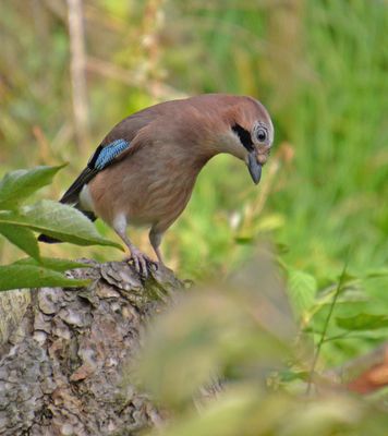 Jay