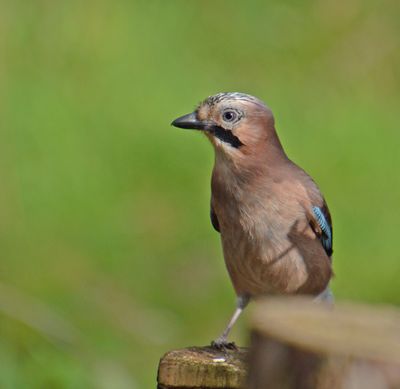 Jay