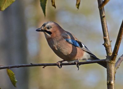 Jay