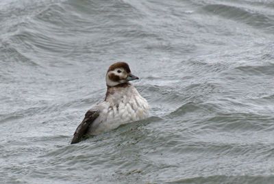 Long-tailed Duck