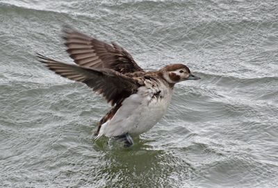 Long-tailed Duck