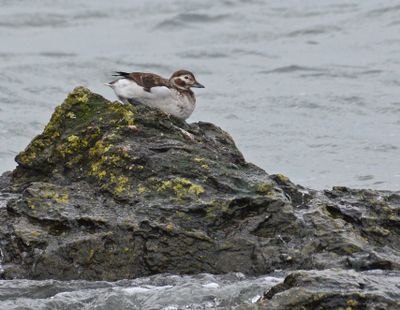 Long-tailed Duck