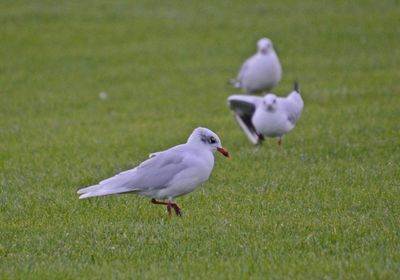 Mediterranean Gull