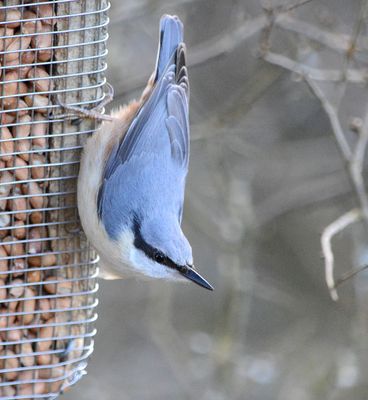 Nuthatch