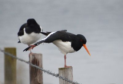 Oystercatcher