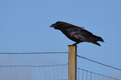 Raven