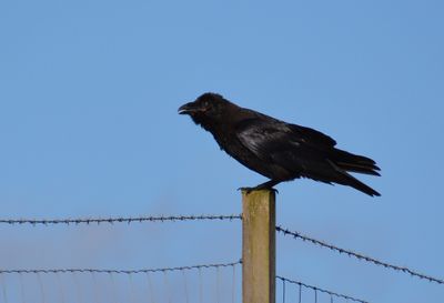 Raven
