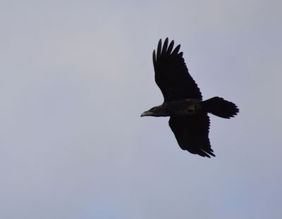 Raven