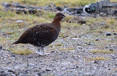 Red Grouse