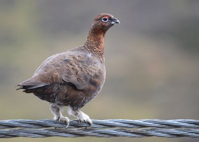 Red Grouse