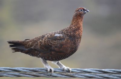 Red Grouse