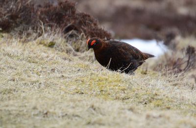 Red Grouse