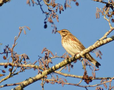 Redwing