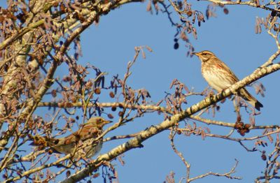 Redwing