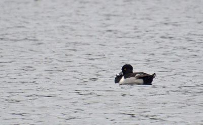 Ring-necked Duck