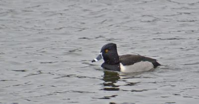 Ring-necked Duck