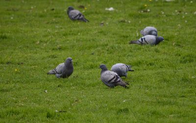 Rock Dove
