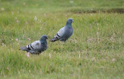 Rock Dove