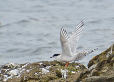 Roseate Tern