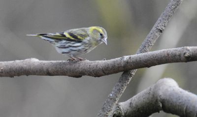 Siskin