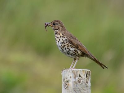 Song Thrush