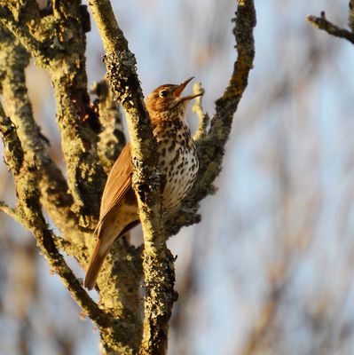Song Thrush