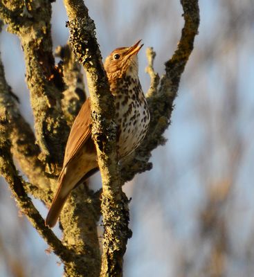 Song Thrush