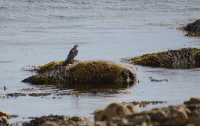 Sparrowhawk