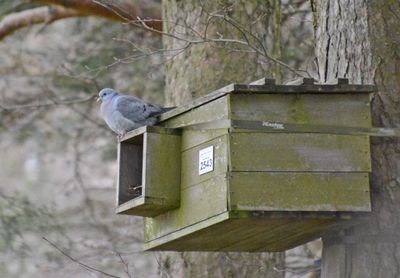 Stock Dove