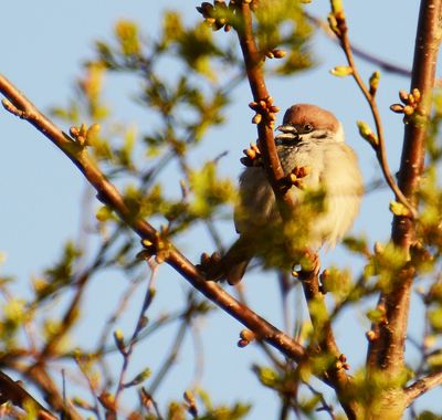 Tree Sparrow